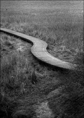 Boardwalk crosses Eling Marshes